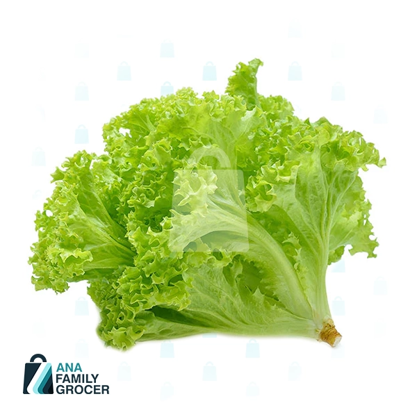 CORAL LETTUCE PER KG