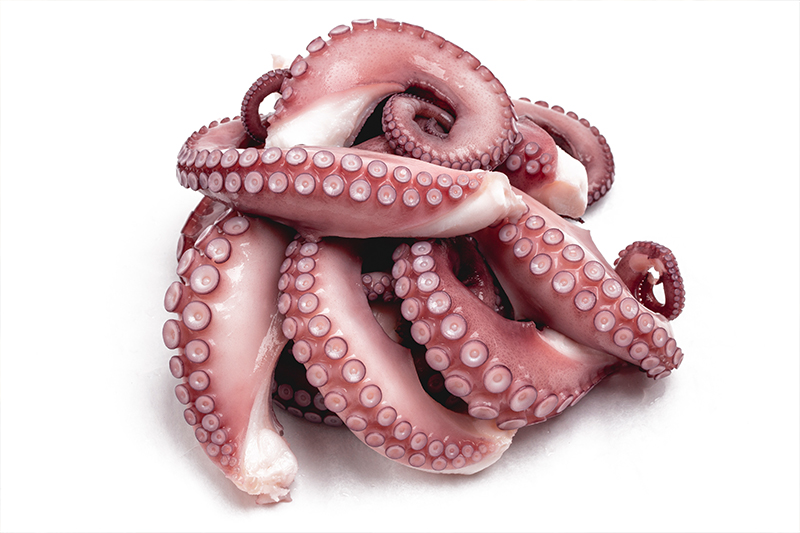 OCTOPUS LARGE 