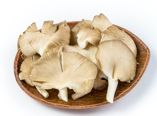 OYSTER MUSHROOM