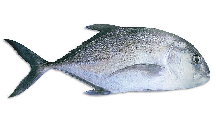 HANDHI FISH PER KG