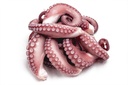 OCTOPUS LARGE 