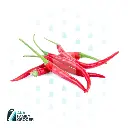 CHILLI RED THAI PER KG - V HARVEST